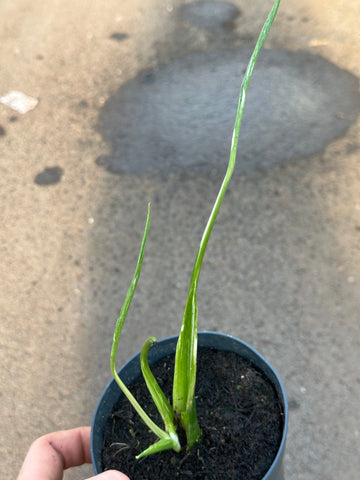 Monstera  ‘Filiformis’ – Lamina-Suppressed Mutation