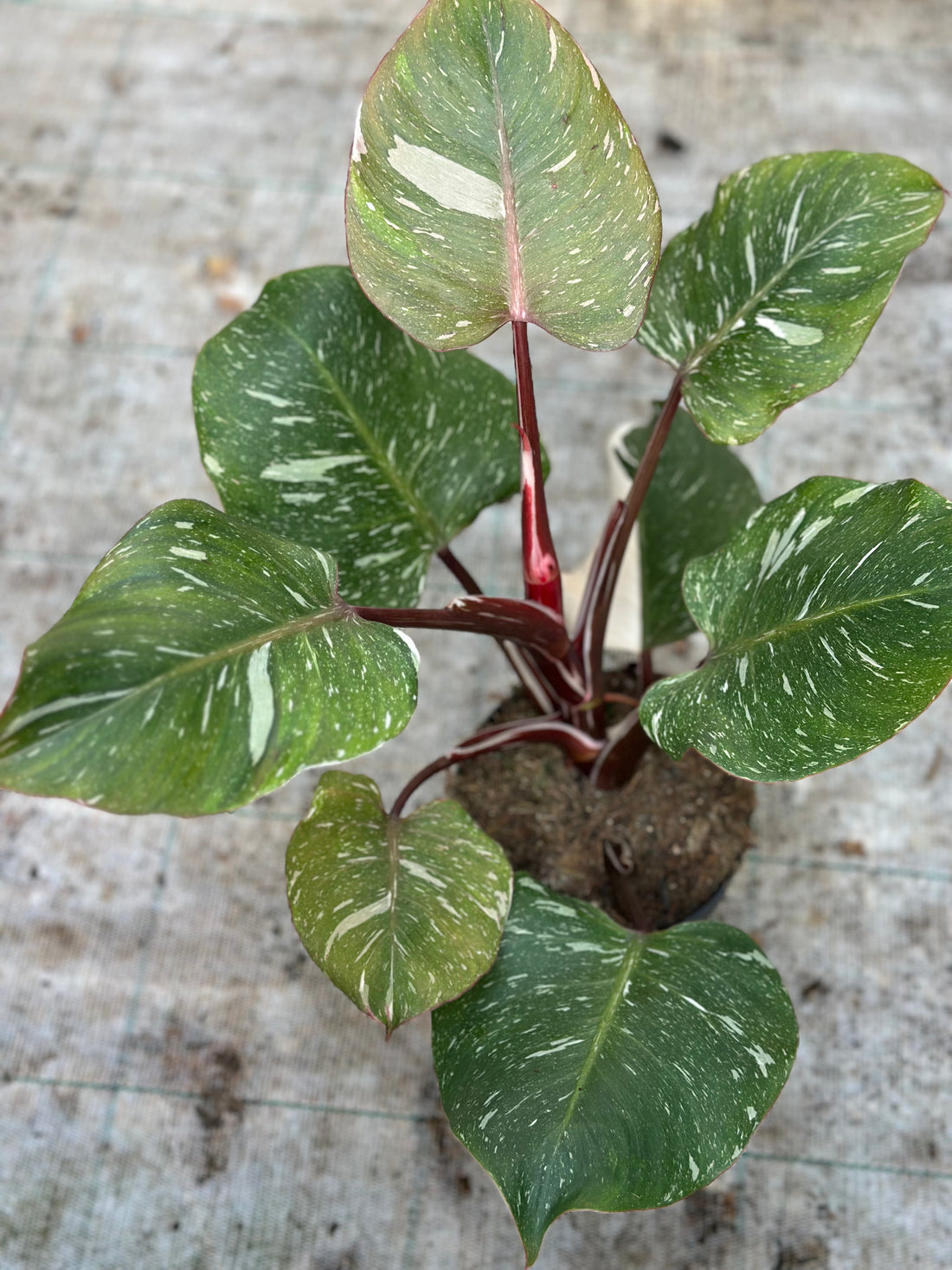Philodendron White Knight Marble King