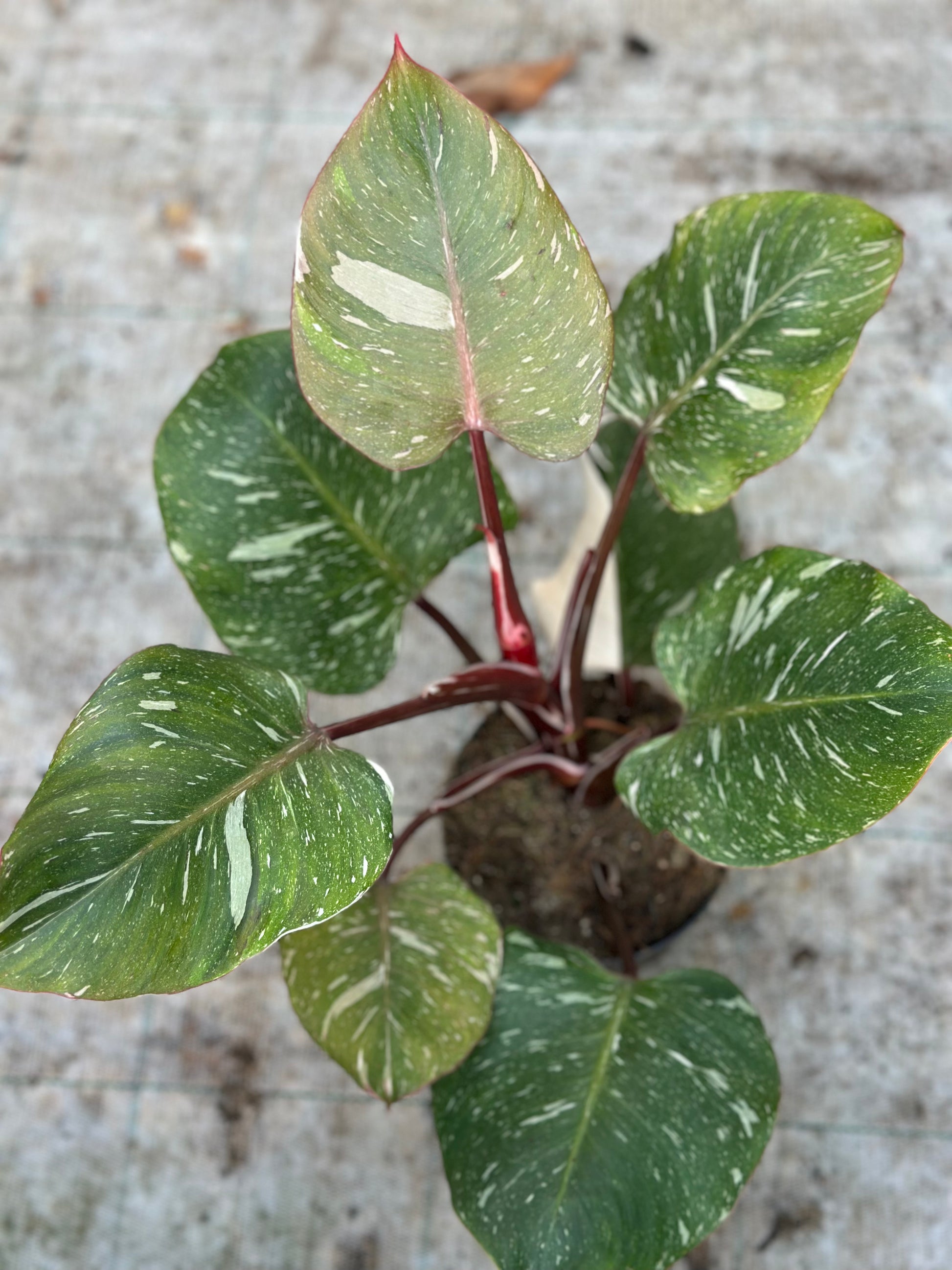 white king philodendron Philodendron White Knight Marble King – GrowJungle