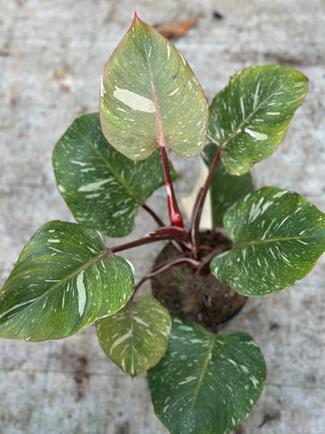 Philodendron White Knight Marble King