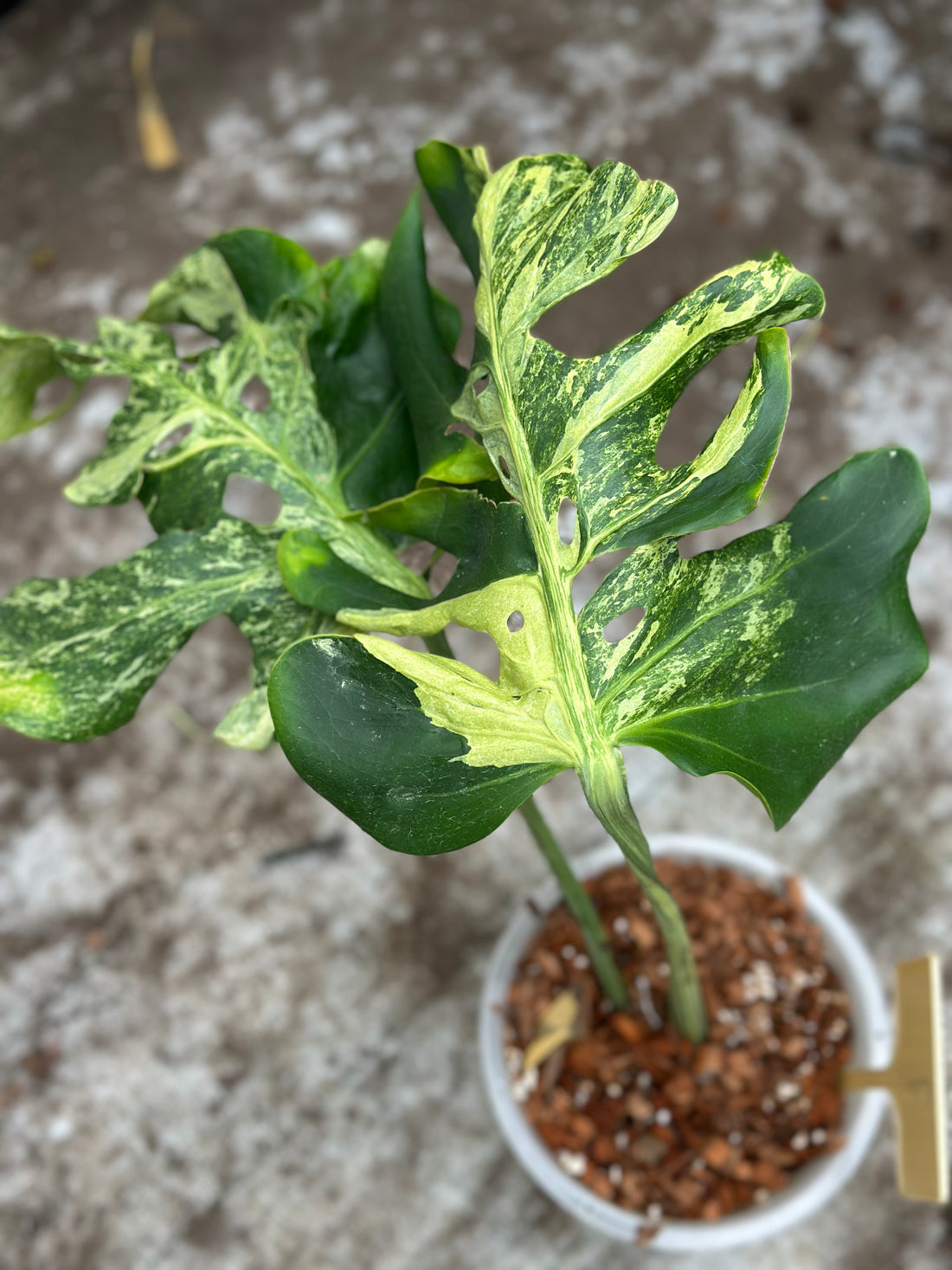 Monstera Ocean Mint Nr 7.
