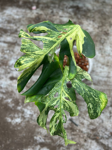 Monstera Ocean Mint Nr 7.