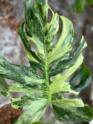 Monstera Ocean Mint Nr 9.