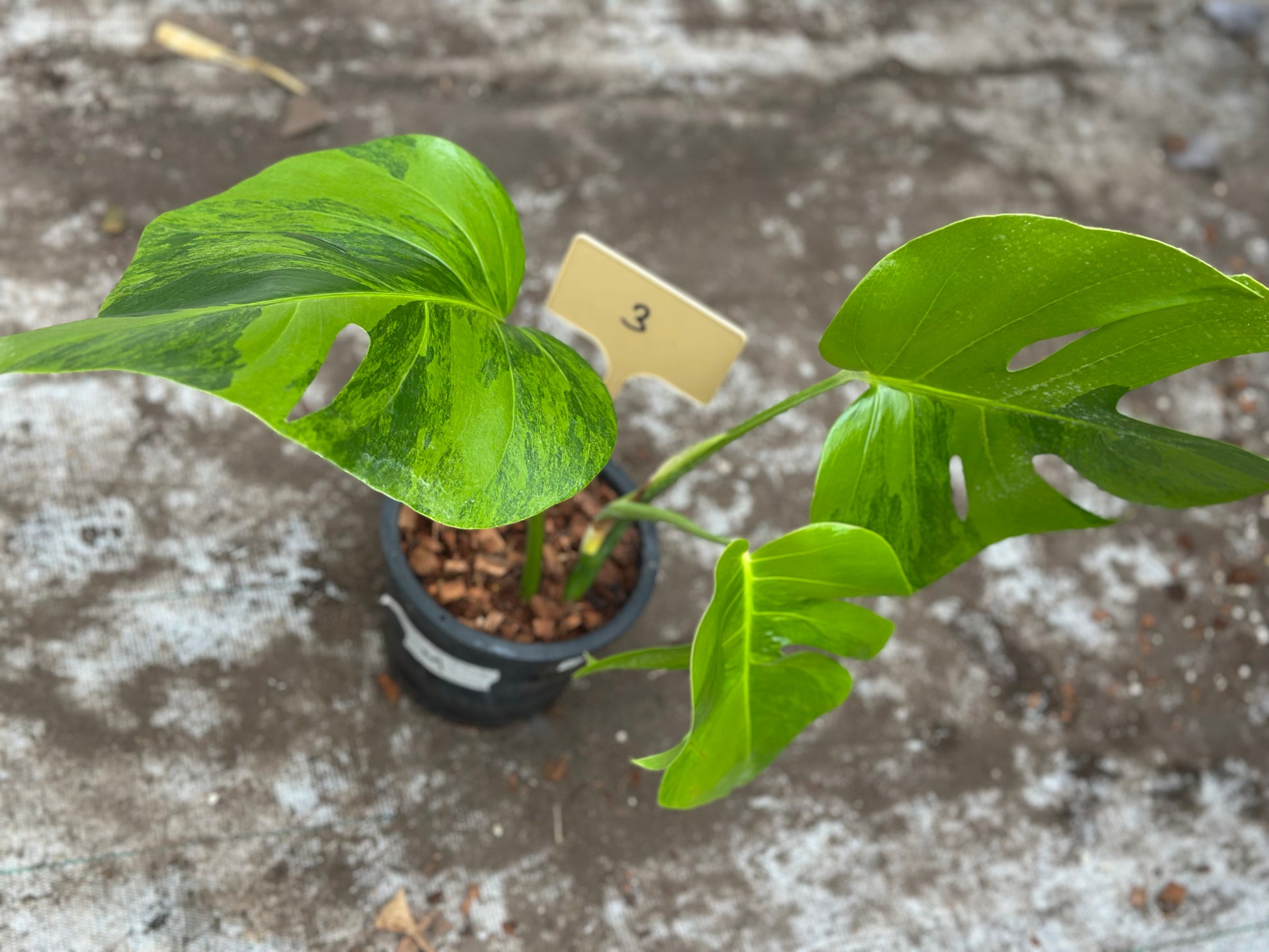 Monstera Green on Green – GrowJungle