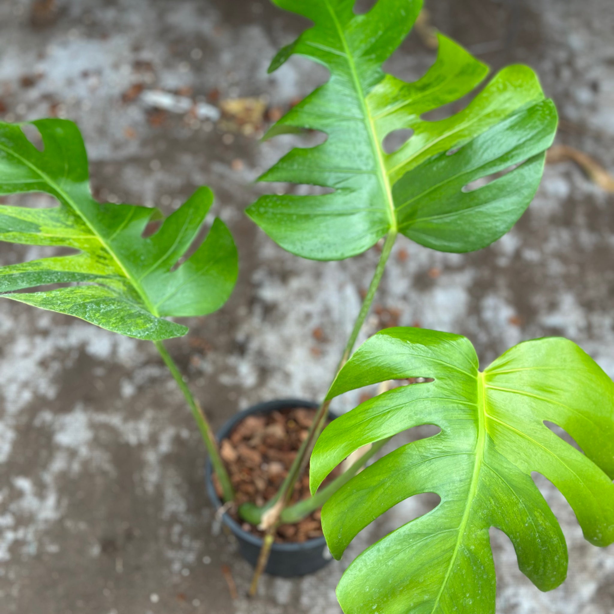Monstera Green on Green – GrowJungle