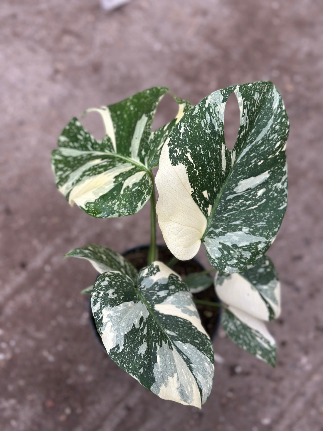 Monstera Thai 'Creme Brûlée'