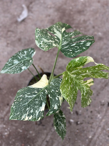 Monstera Thai 'Creme Brûlée'