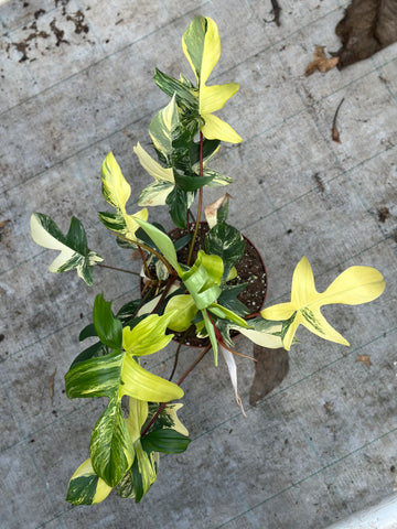 Philodendron Florida Beauty XXL