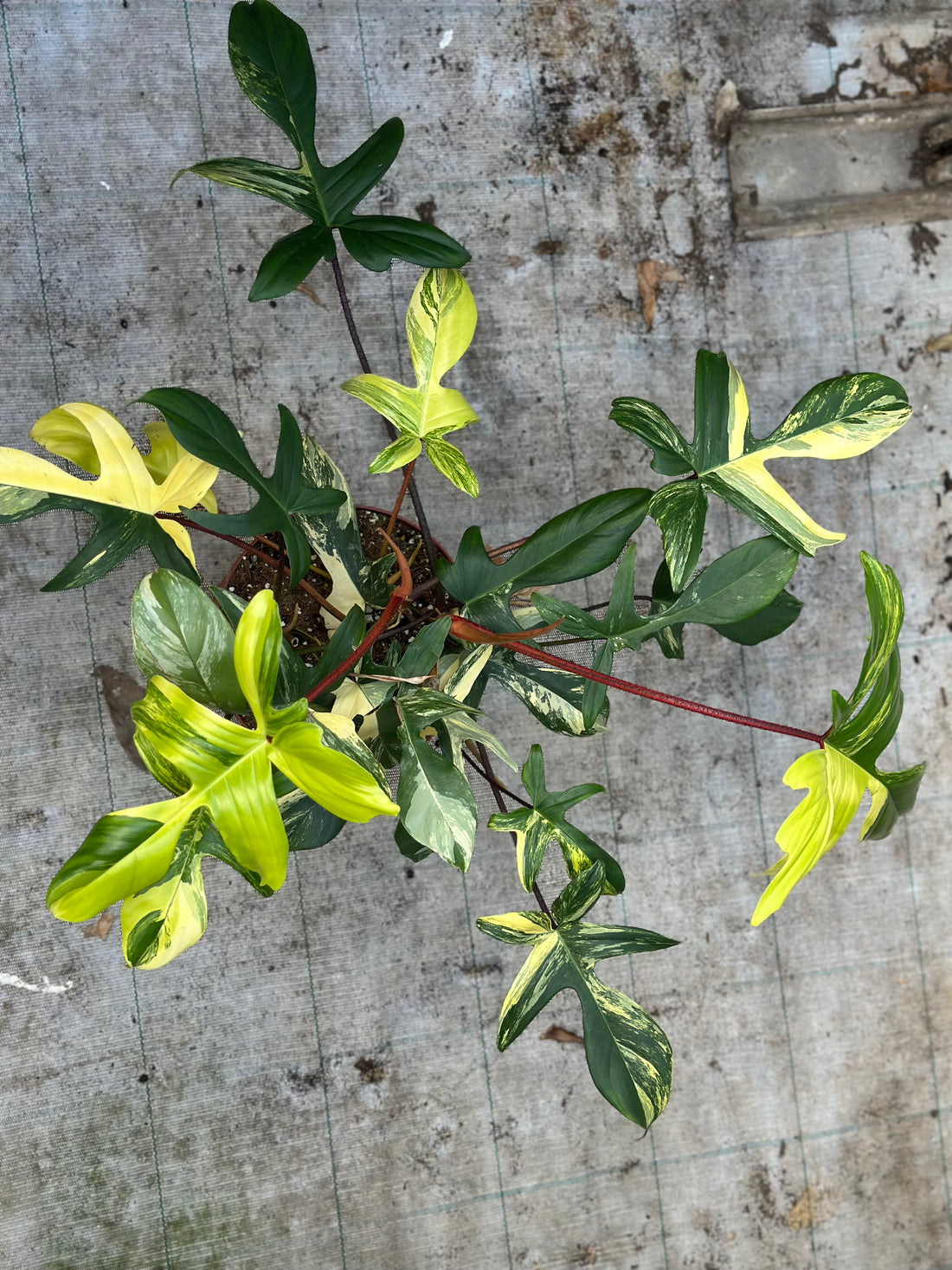 Philodendron Florida Beauty XXL
