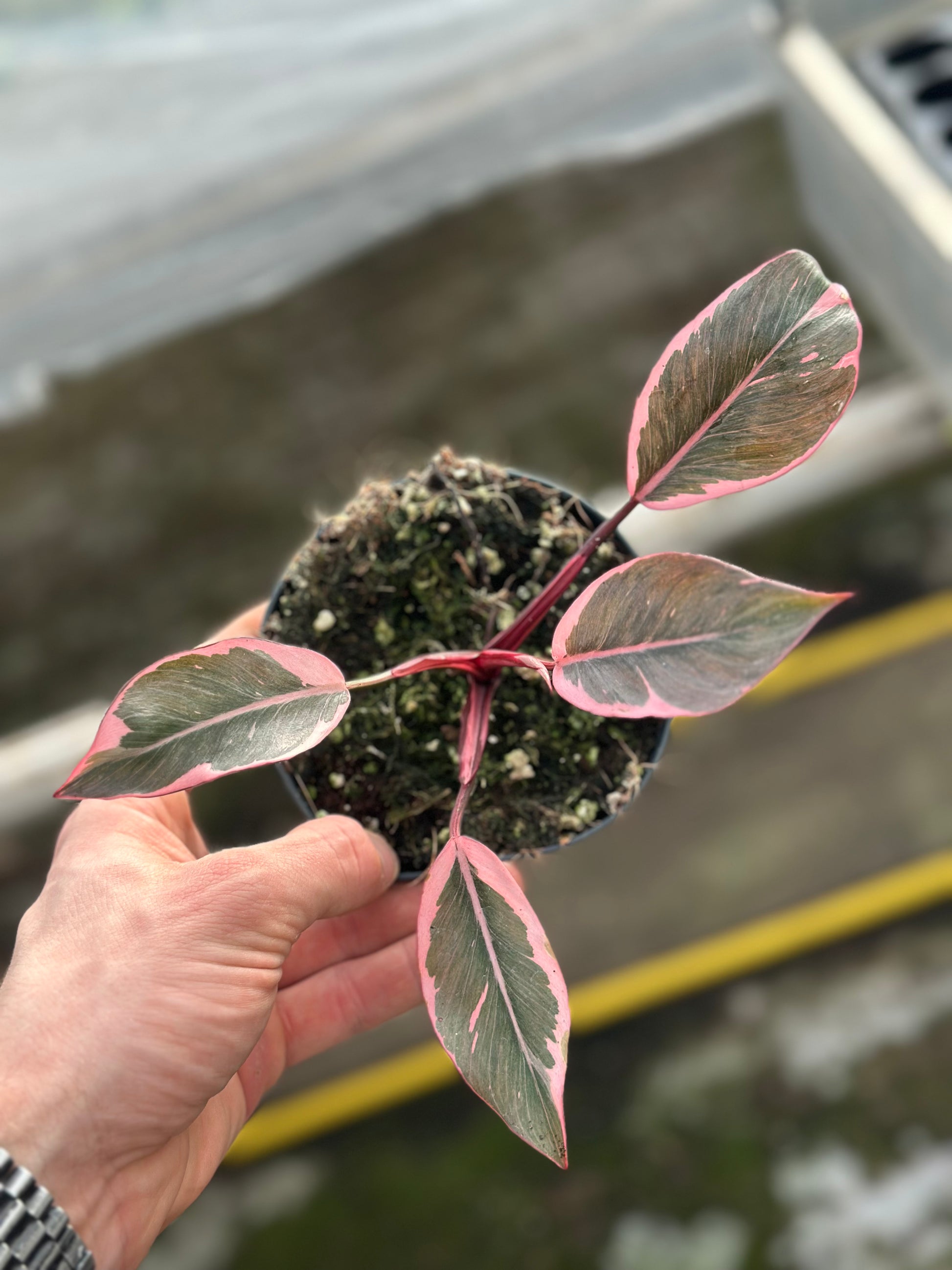 Philodendron Pink Princess Mutation – GrowJungle