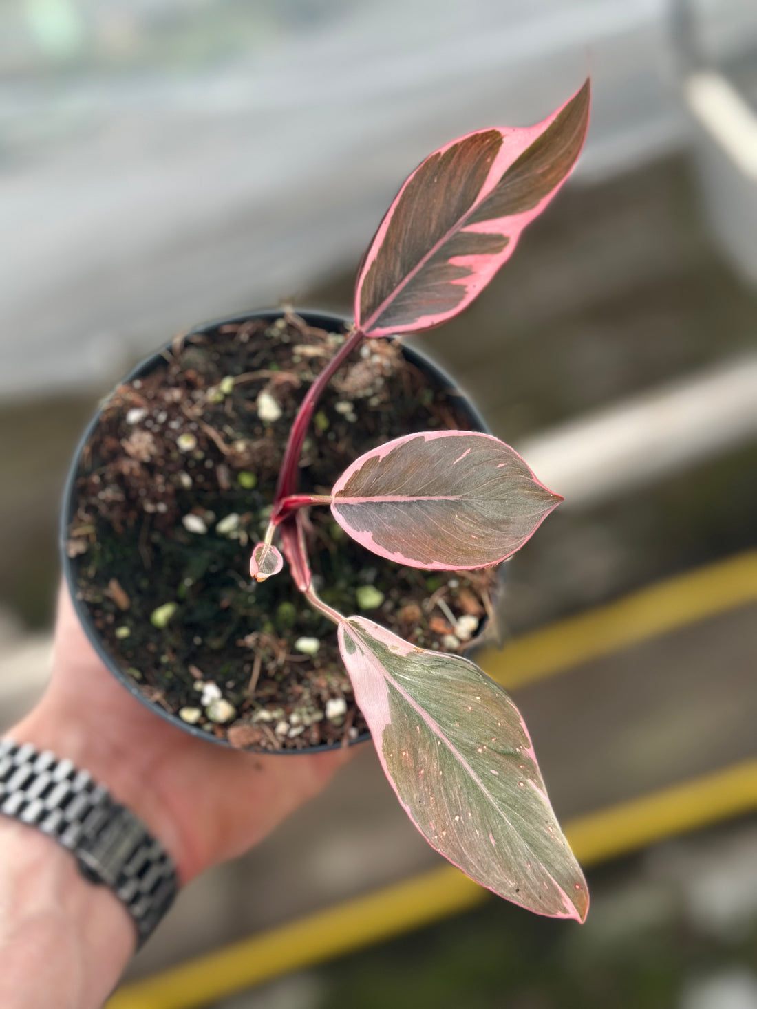 Philodendron Pink Princess Mutation