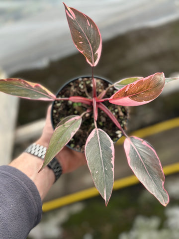 Philodendron Pink Princess Mutation – GrowJungle