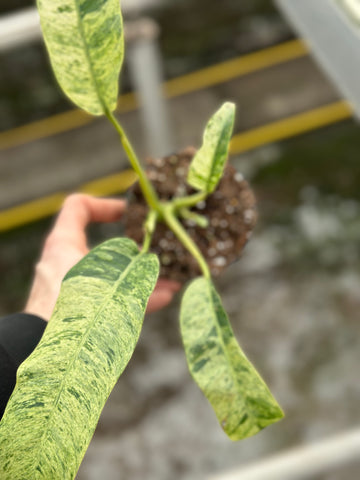 Epipremnum Giganteum Variegated
