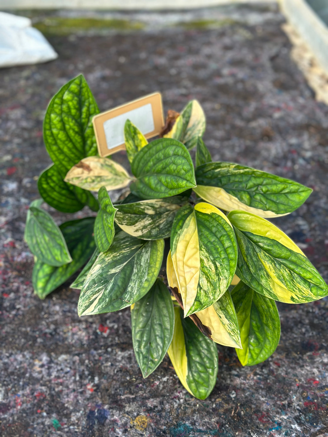 Monstera Peru Variegated – 12cm Pot – Choose Your Exact Plant