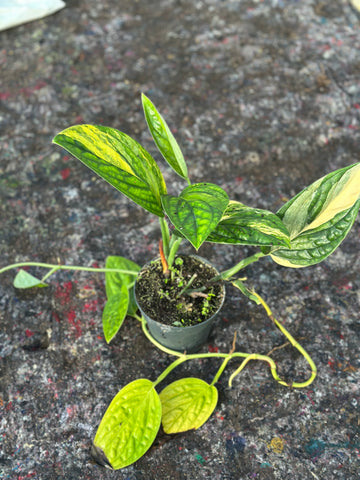 Monstera Peru Variegated – 12cm Pot – Choose Your Exact Plant