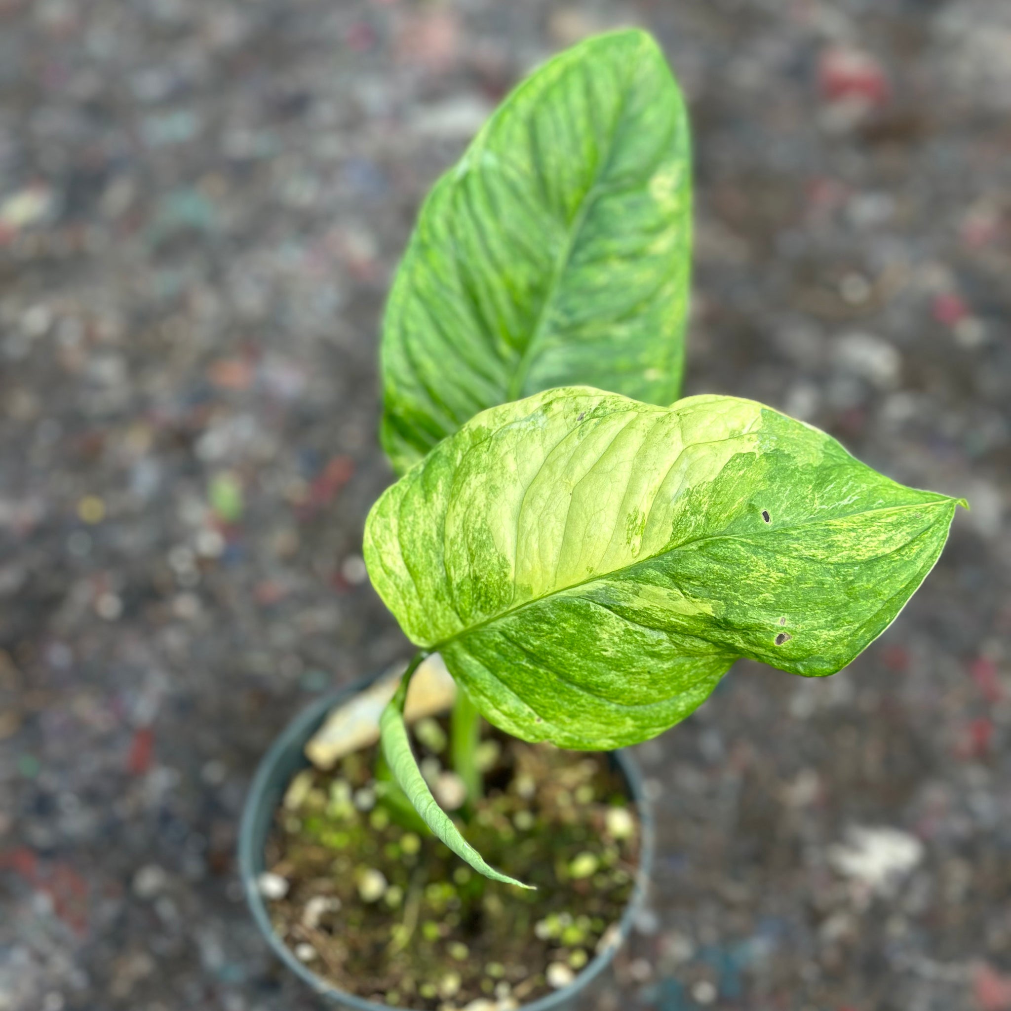 Monstera Oblique Mayuna – GrowJungle
