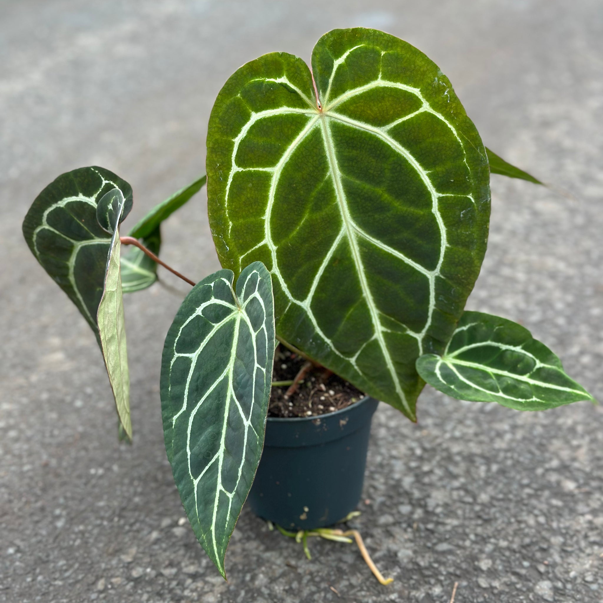 anthurium crystallinum Anthurium Crystallinum Small – GrowJungle