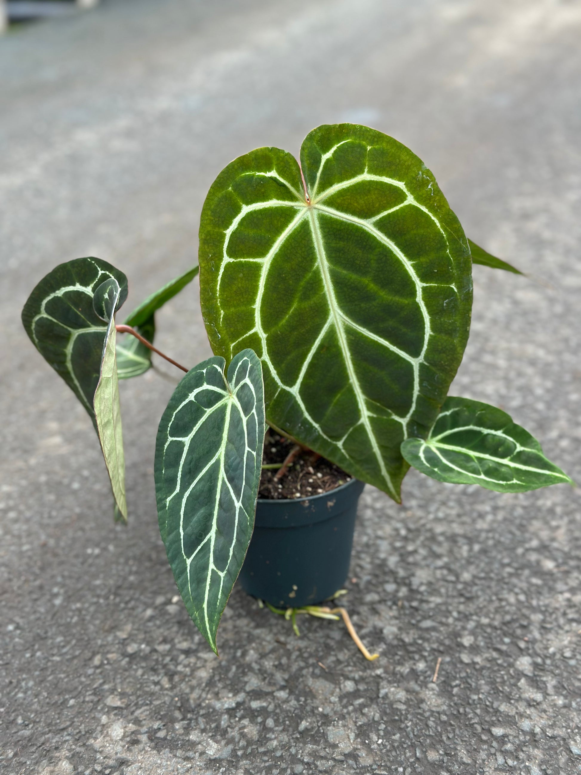 anthurium crystallinum black Anthurium Crystallinum Small – GrowJungle