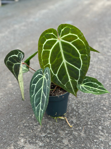 Anthurium Crystallinum Klein