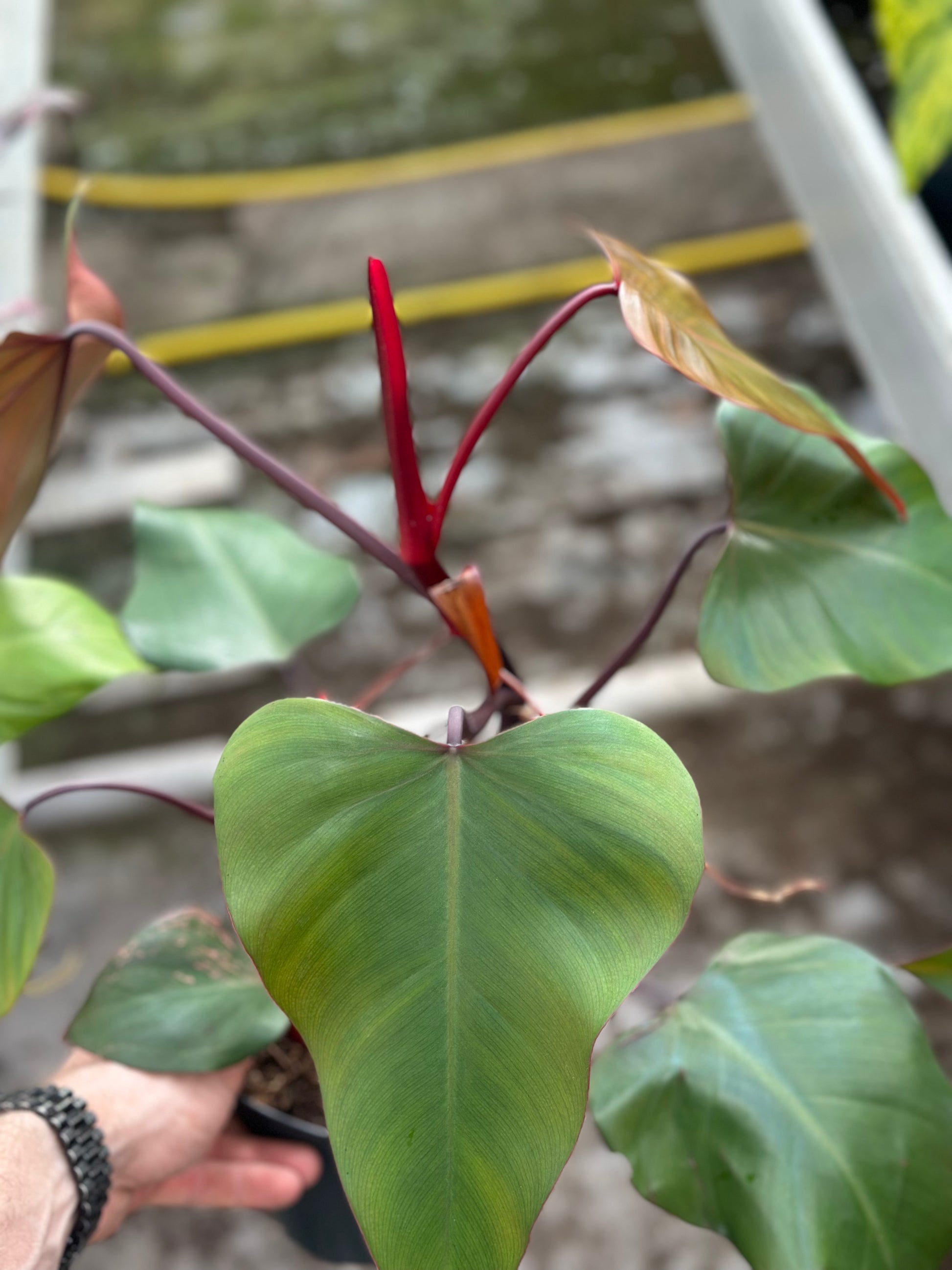 Philodendron Strawberry Shake – GrowJungle