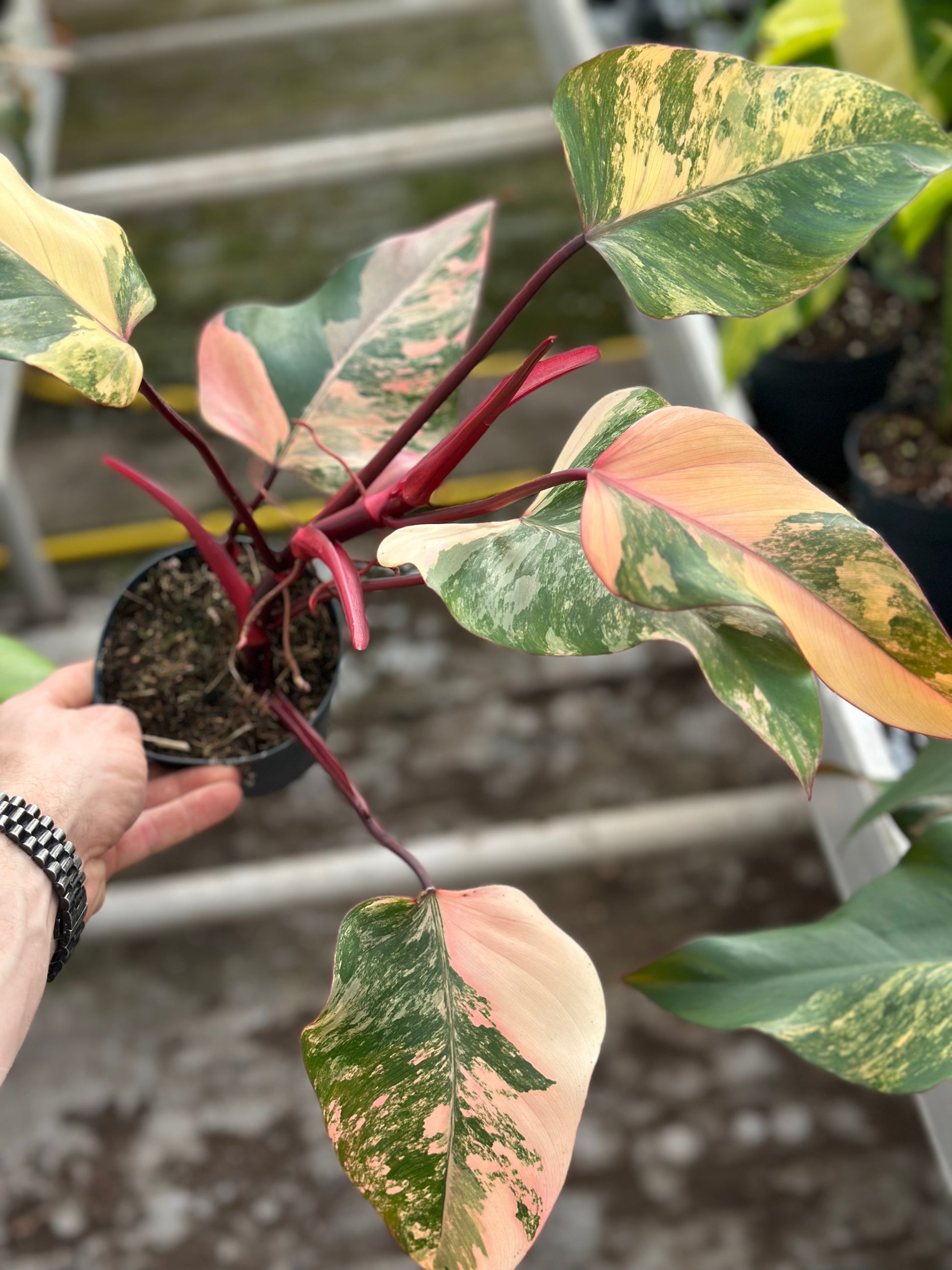 philodendron strawberry shake for sale Philodendron Strawberry Shake – GrowJungle