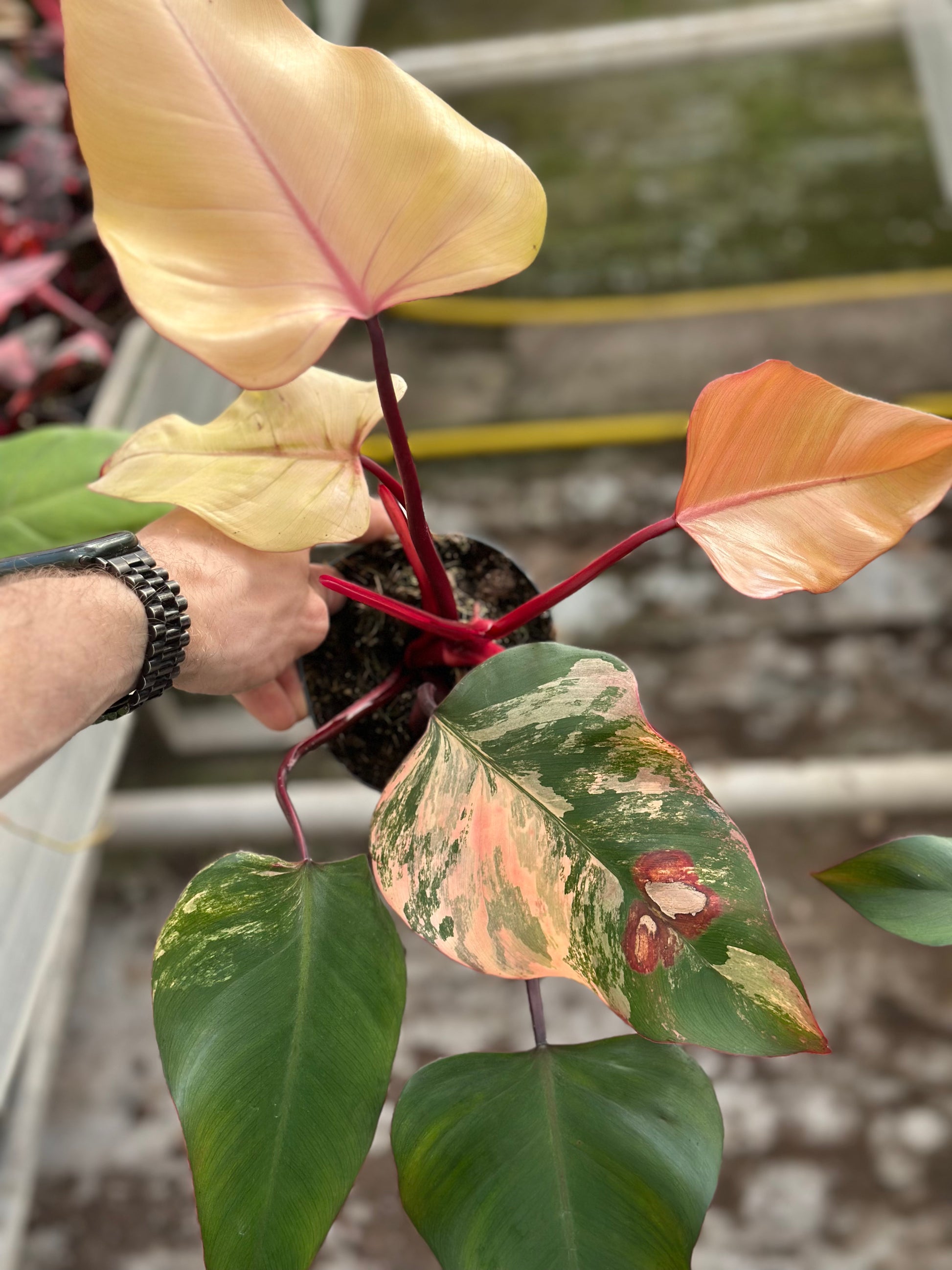 Philodendron Strawberry Shake – GrowJungle