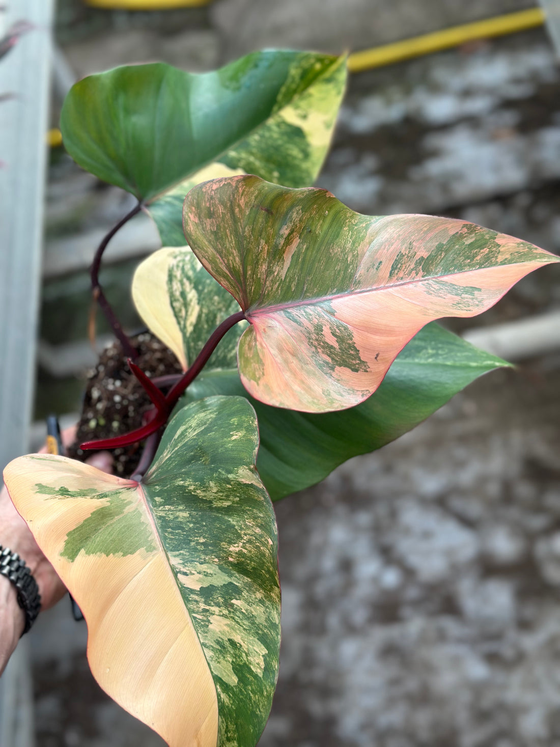 Philodendron Strawberry Shake