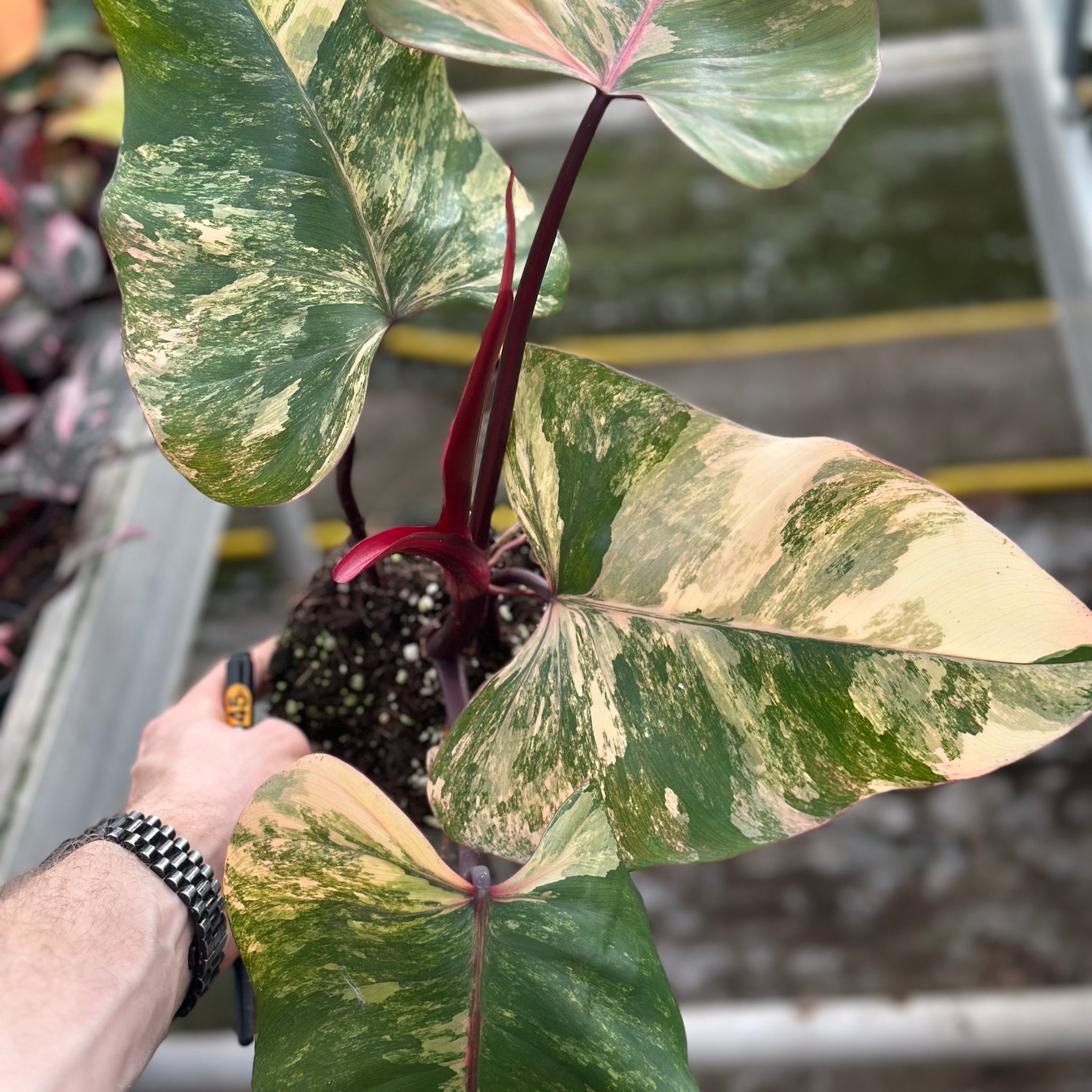 Philodendron Strawberry Shake – GrowJungle