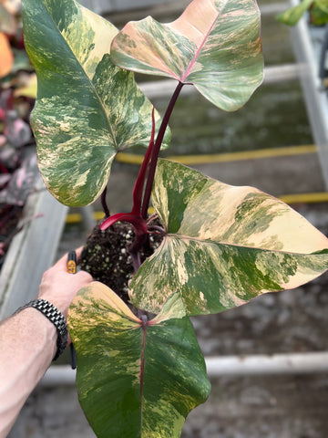 Philodendron Strawberry Shake