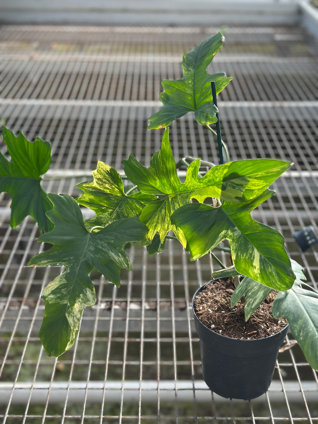 Philodendron Florida x Mayoi