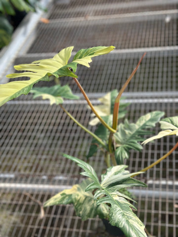 Philodendron Florida x Mayoi