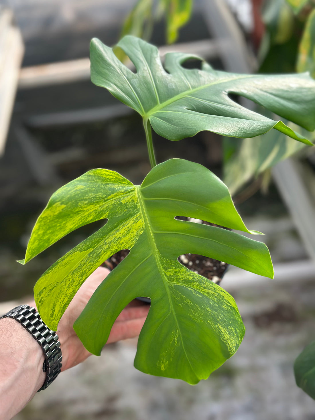 Monstera Aurea Variegated