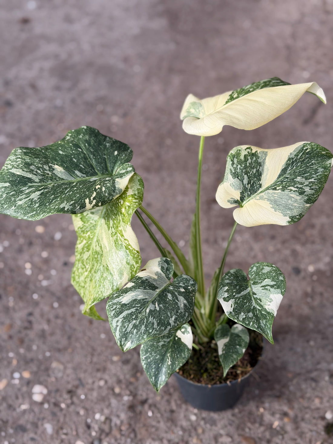 Monstera Rare Mutation 12CM – Exact Plant You Will Receive – Hand-Picked