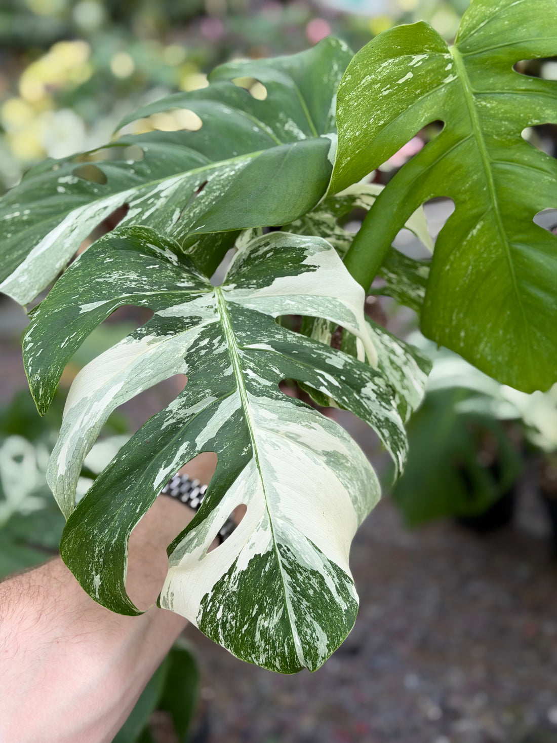 Monstera Albo Variegated