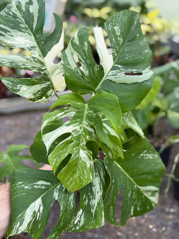 Monstera Albo panaché
