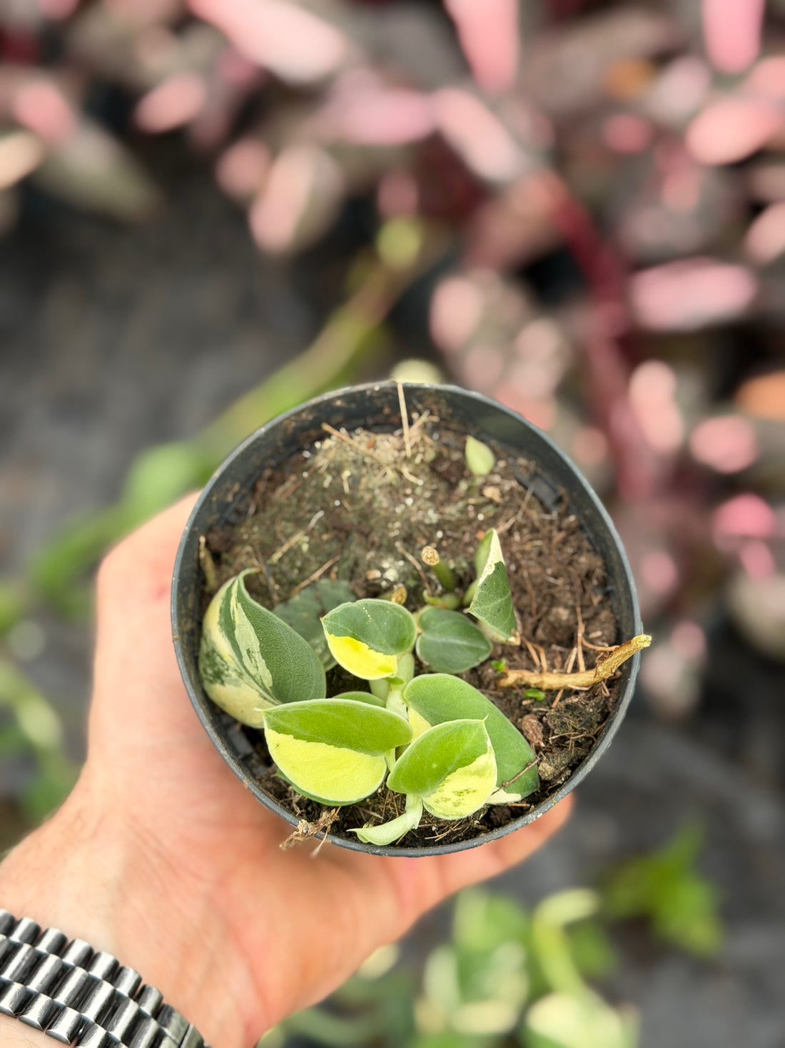Rhaphidophora Hayi Variegata