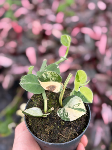 Rhaphidophora Hayi Variegata