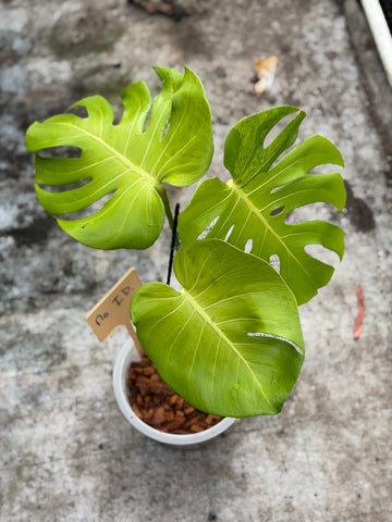 Monstera No ID.