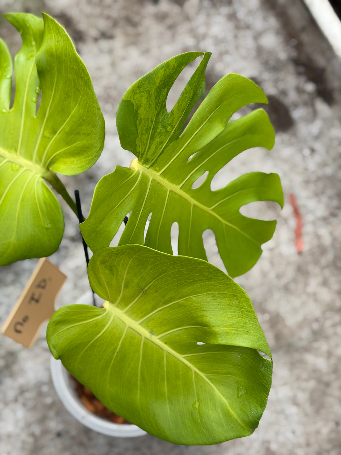 Monstera No ID.