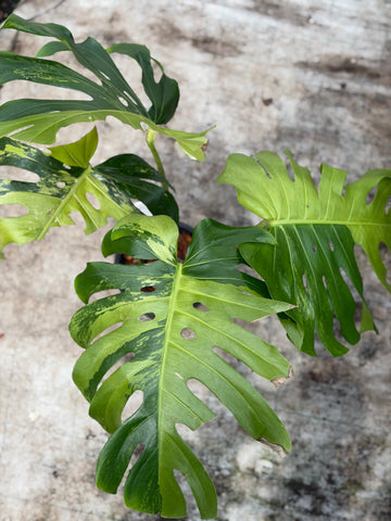 Monstera Matcha Mint