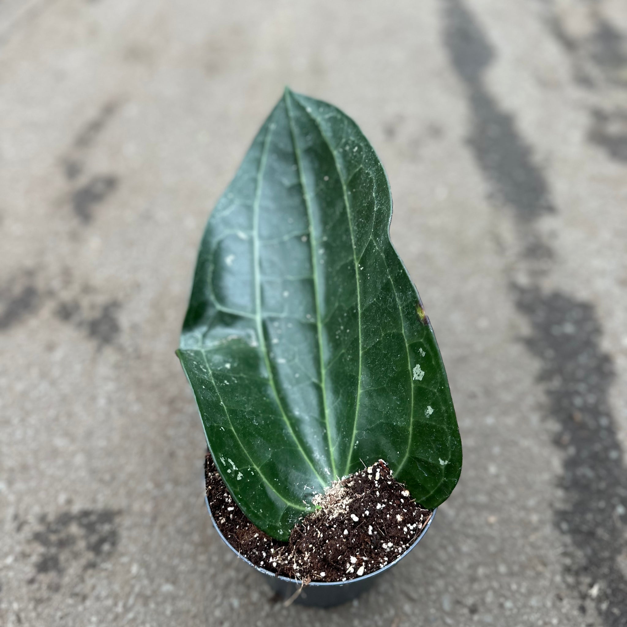 Hoya Latifolia XL – (Dinner Plate)