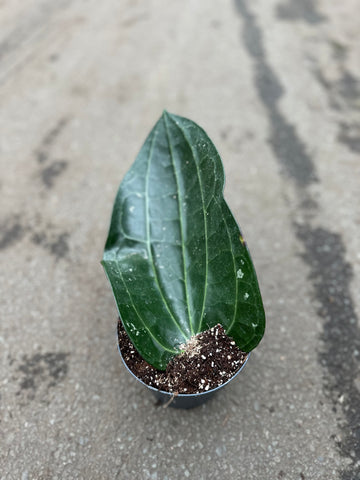 Hoya Latifolia XL – (Dinner Plate)