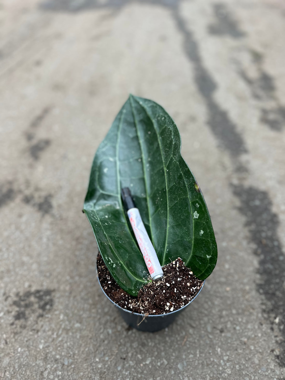 Hoya Latifolia XL – (Dinner Plate)