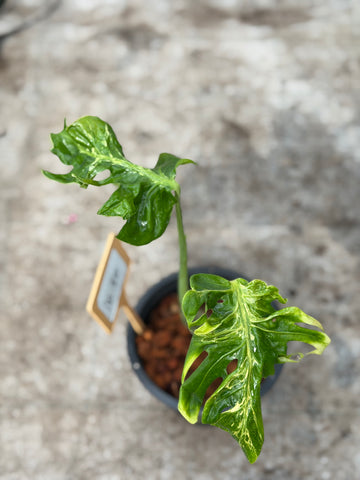 Monstera No ID.