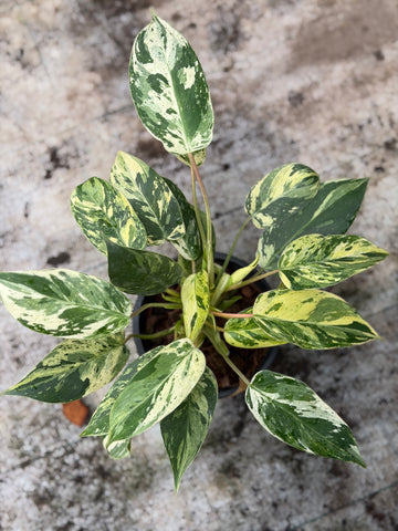 Philodendron Emerald Queen