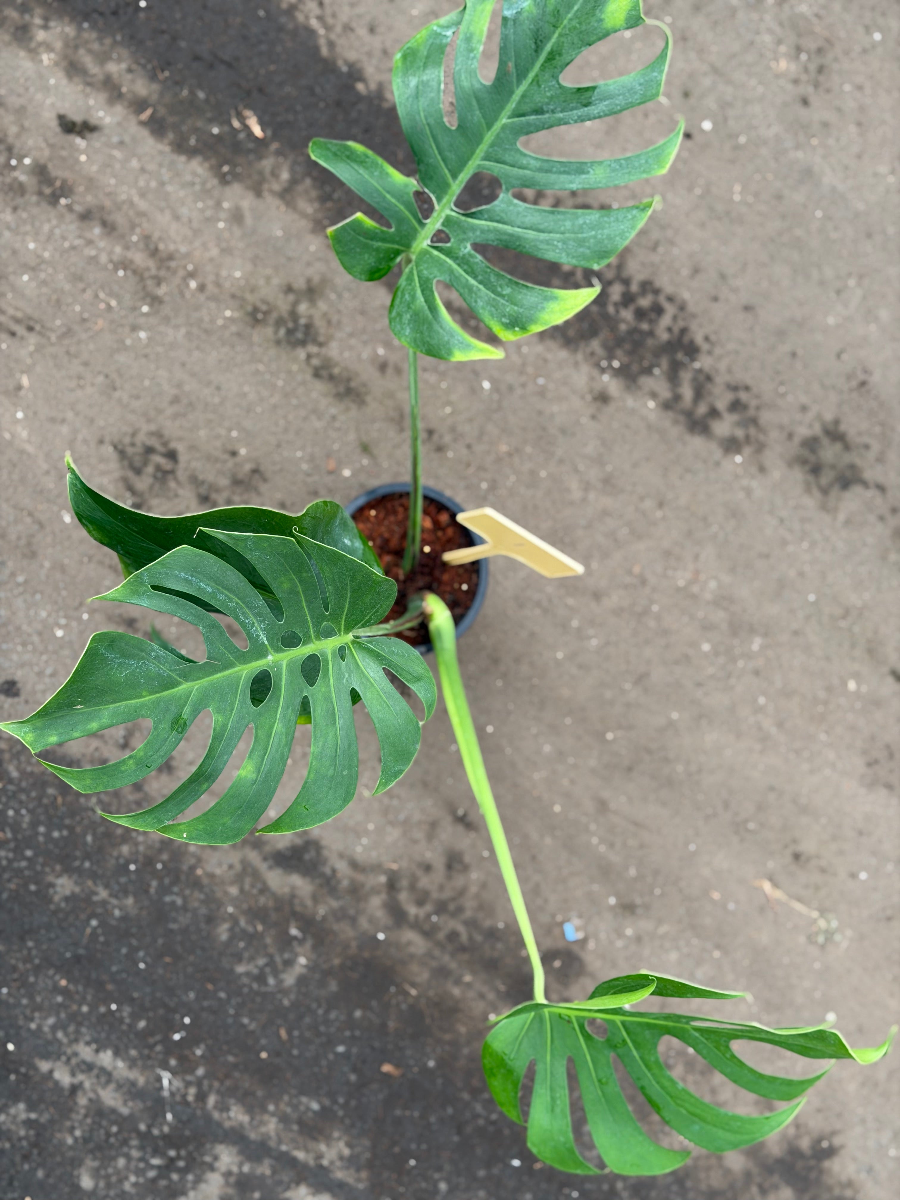 Monstera Form 6 – GrowJungle