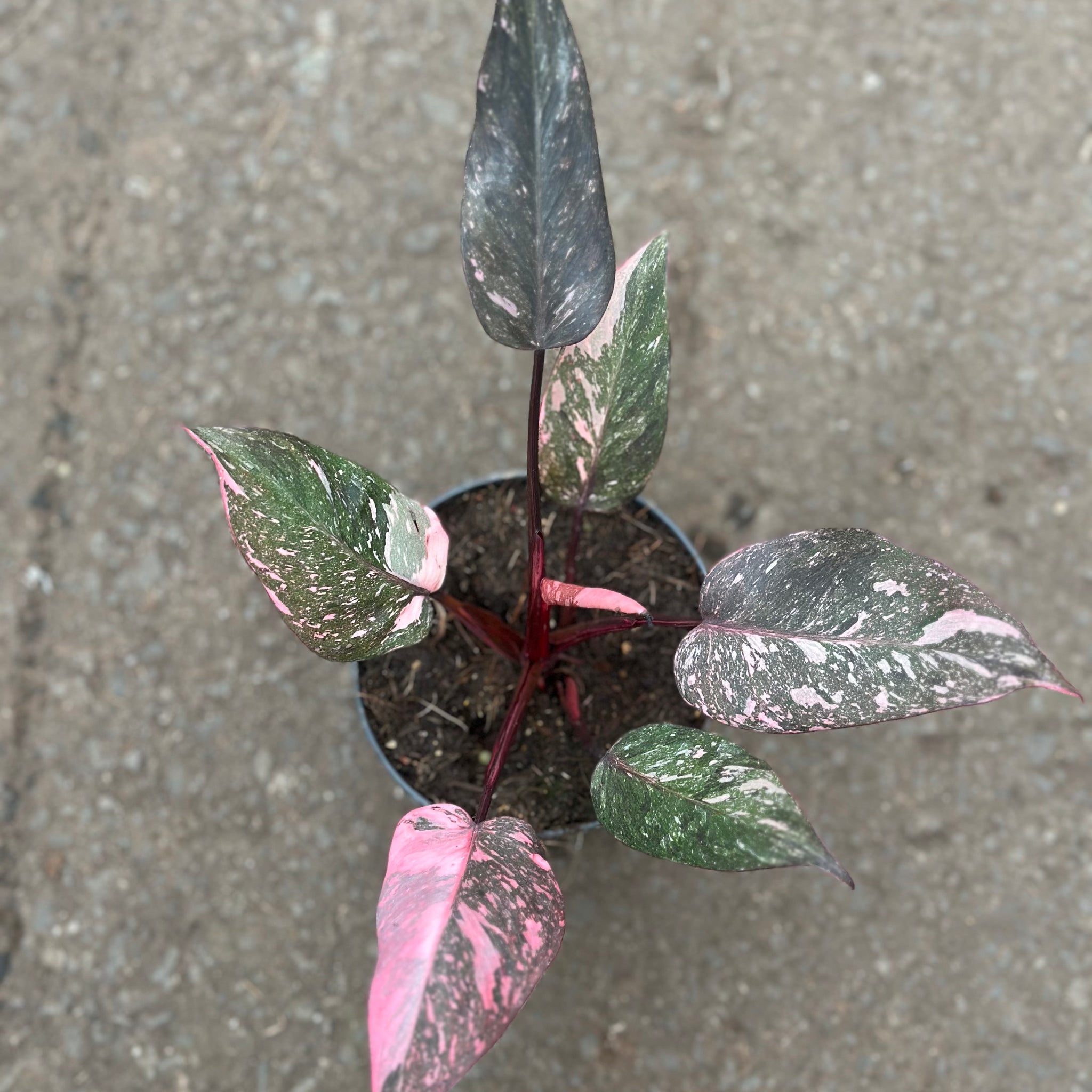 Philodendron Pink Galaxy Small