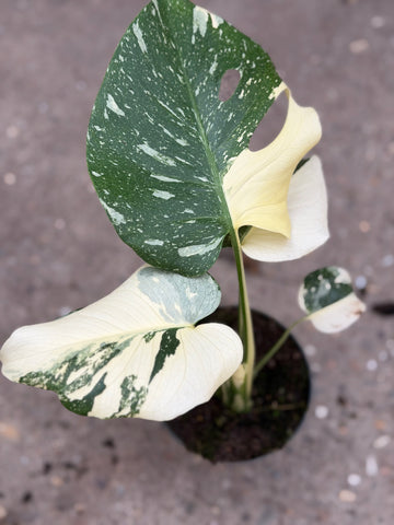 Monstera Rare Mutation – Exact Plant You Will Receive – Hand-Picked