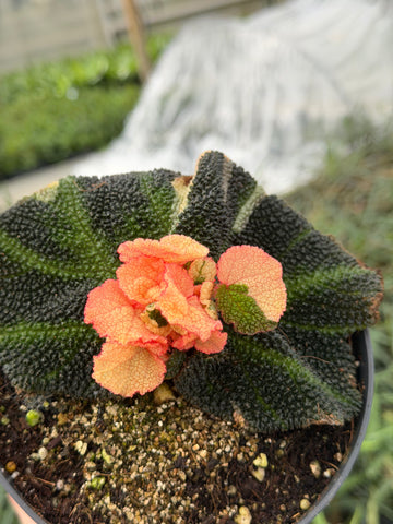 Begonia Masoniana Hybrid Pink Variegated