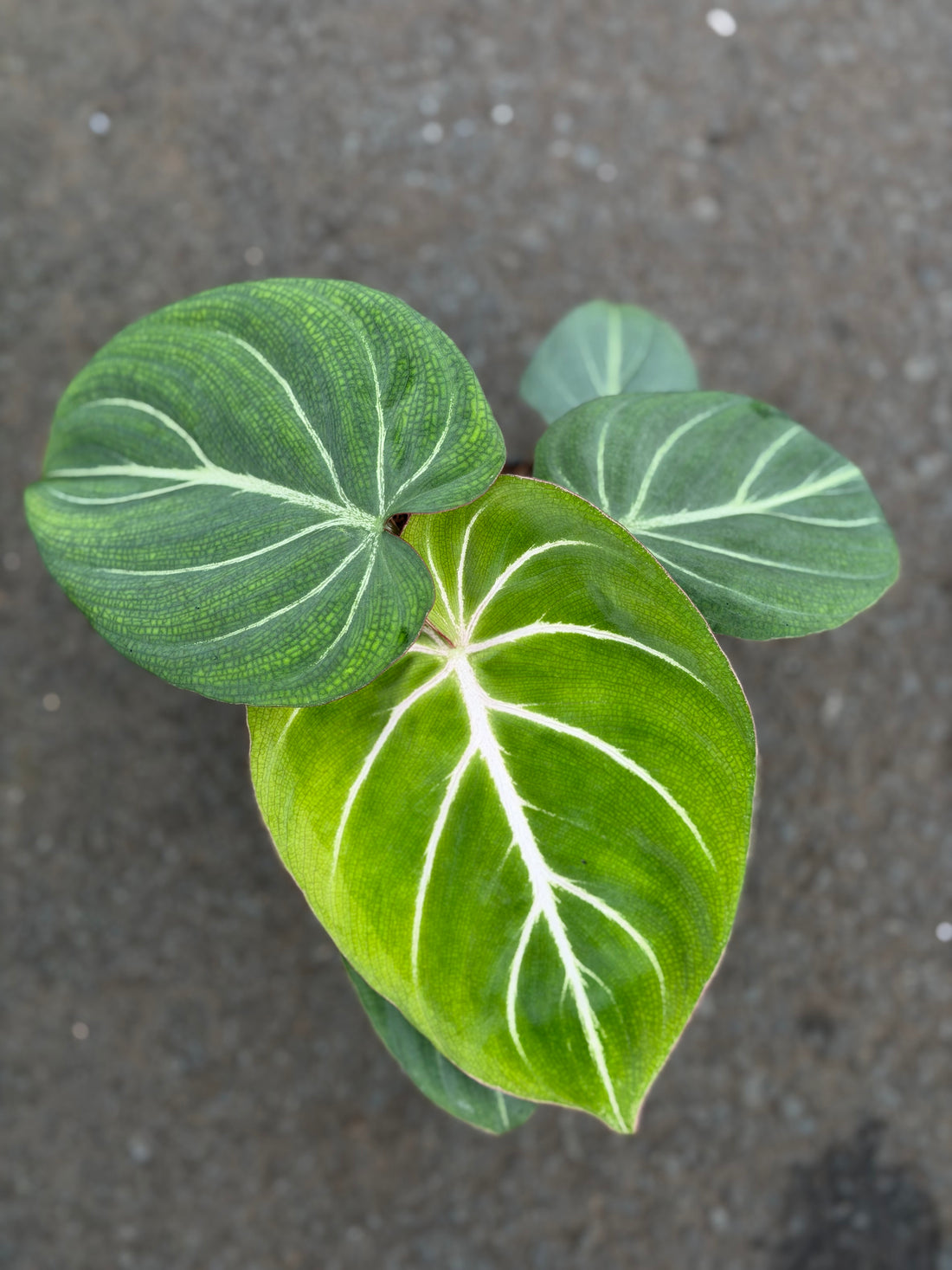 Philodendron Gloriosum